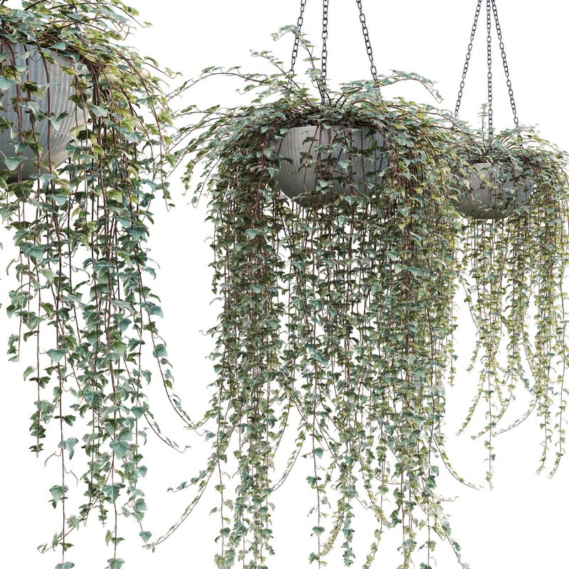 Hedera algeriensis – Algerian Ivy 01 Image 2