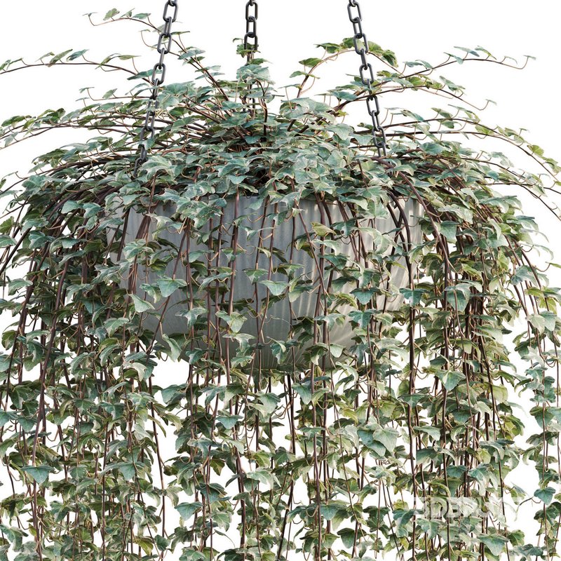 Hedera algeriensis – Algerian Ivy 01 Image 3