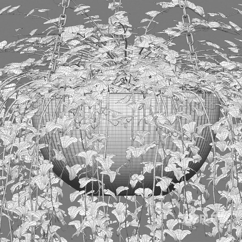 Hedera algeriensis – Algerian Ivy 01 Image 4