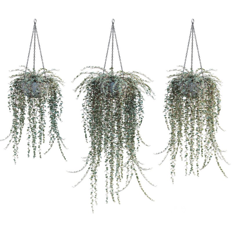 Hedera algeriensis – Algerian Ivy 01 Image 1