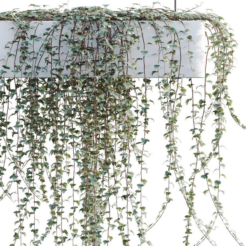 Hedera algeriensis – Algerian Ivy 01 Image 3