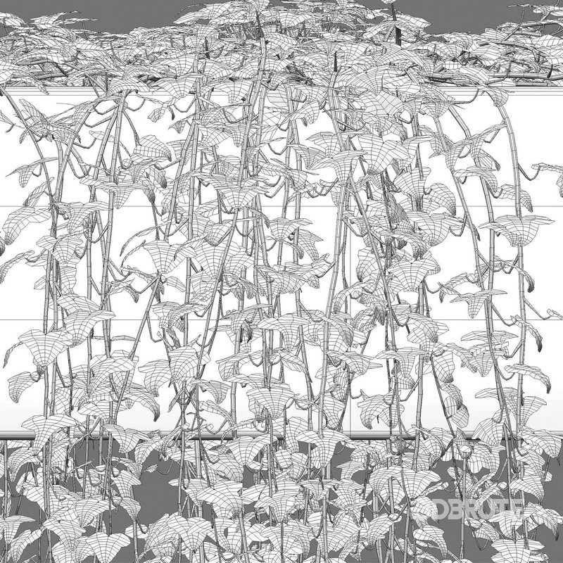 Hedera algeriensis – Algerian Ivy 01 Image 4