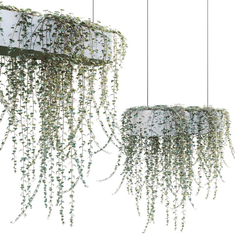 Hedera algeriensis – Algerian Ivy 01 Image 2