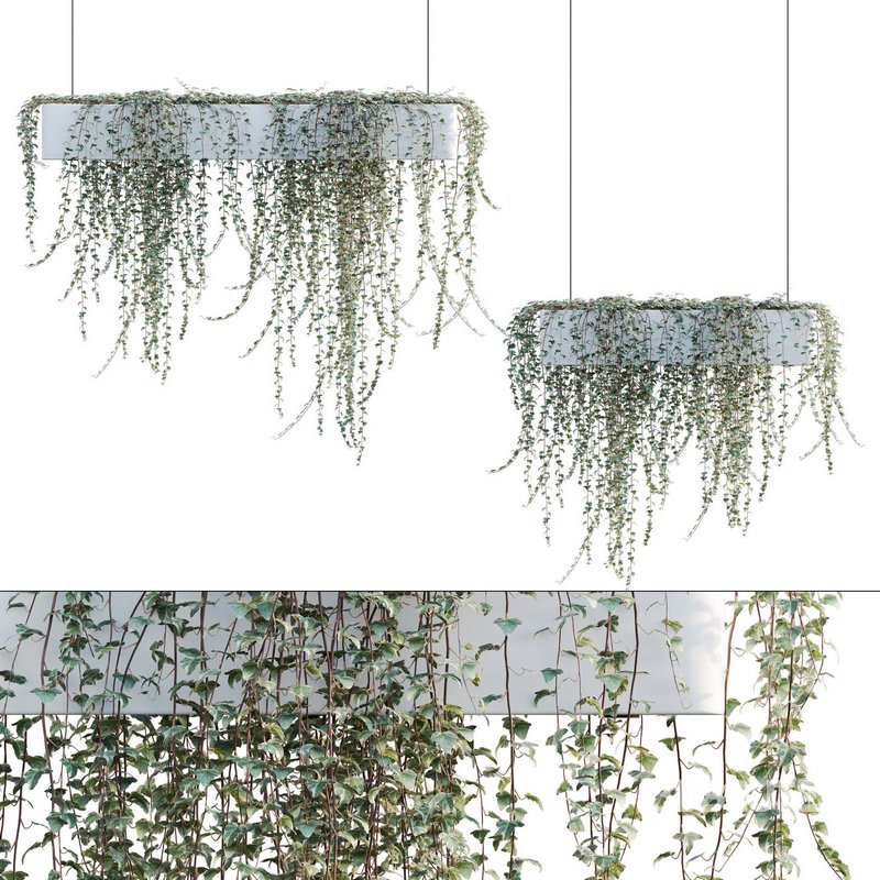 Hedera algeriensis – Algerian Ivy 01 Image 1