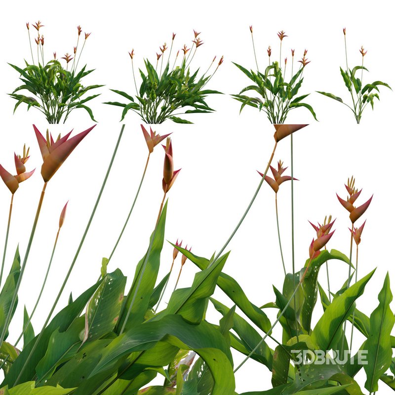 Heliconia psittacorum – Parrot Heliconia Image 1