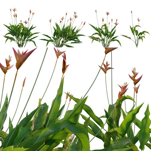 Heliconia psittacorum – Parrot Heliconia