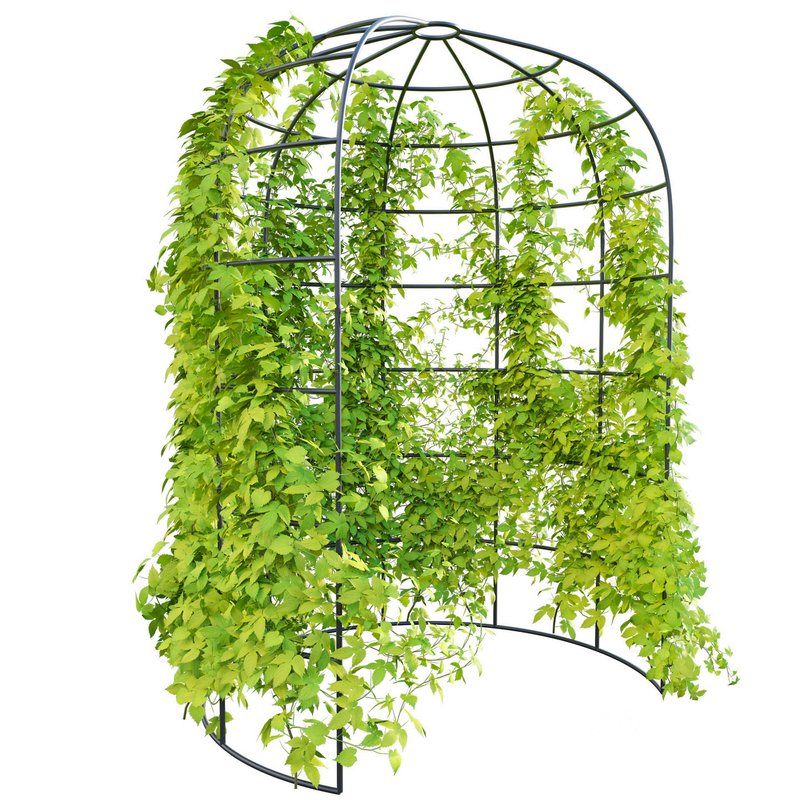 Humulus lupulus 02 Image 2