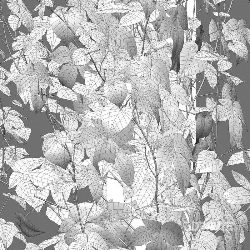 Humulus lupulus 03 Image 4