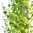 Humulus lupulus 03 - Thumbnail 3