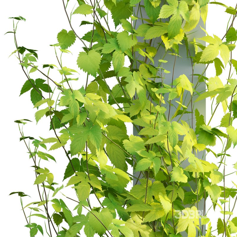 Humulus lupulus 03 Image 3