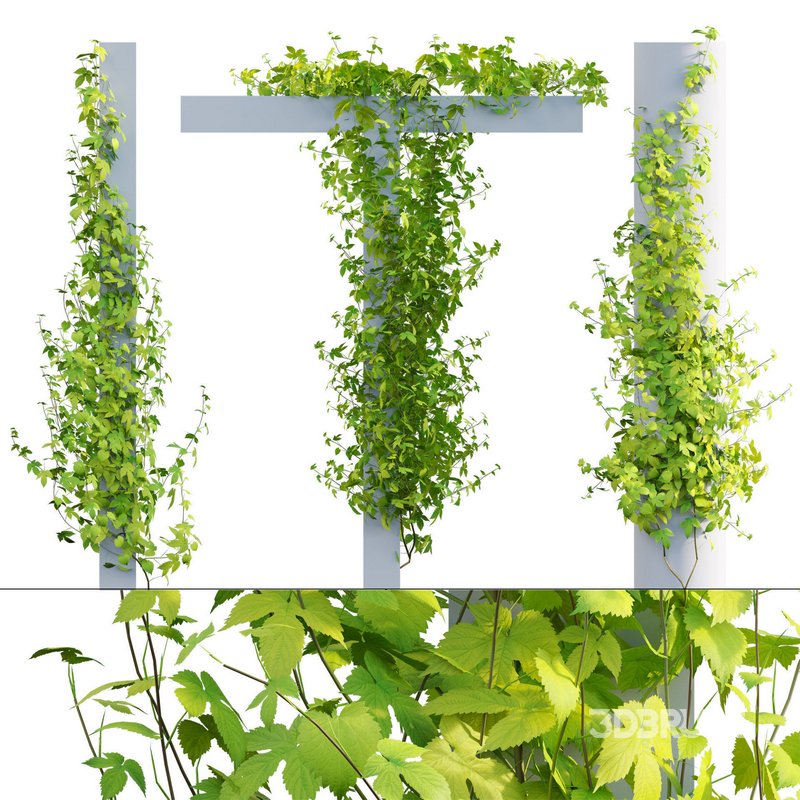 Humulus lupulus 03 Image 1