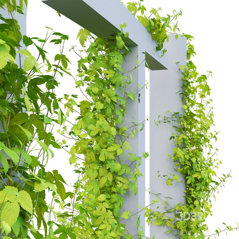 Humulus lupulus 03 Image 2