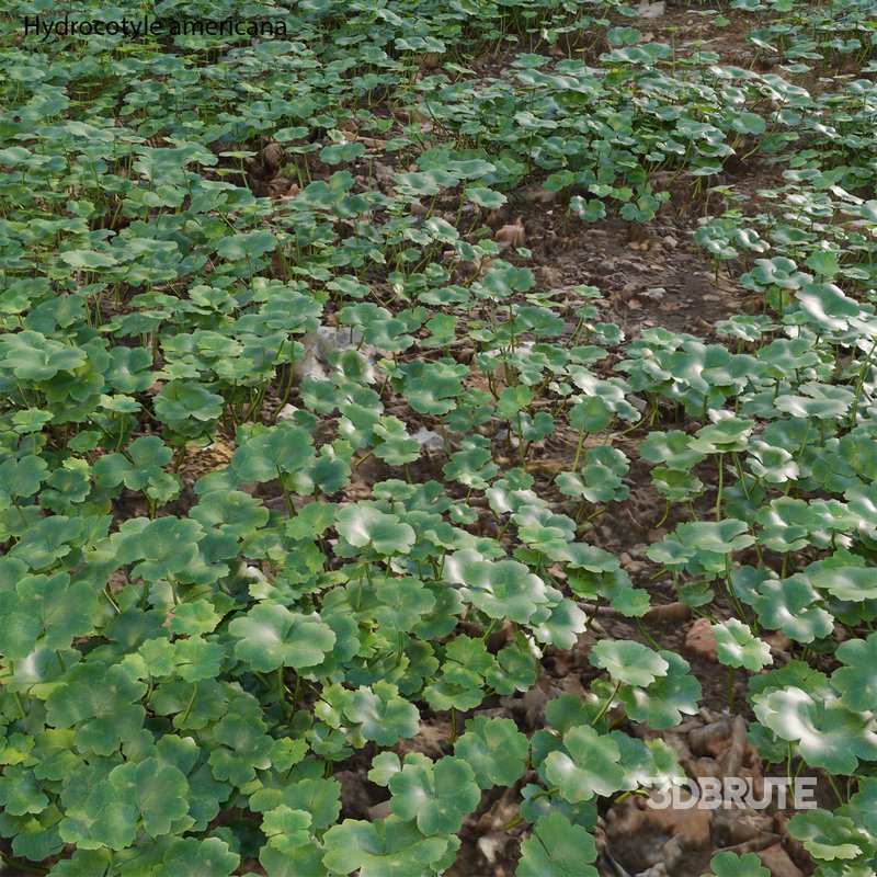 Hydrocotyle americana grass Image 2