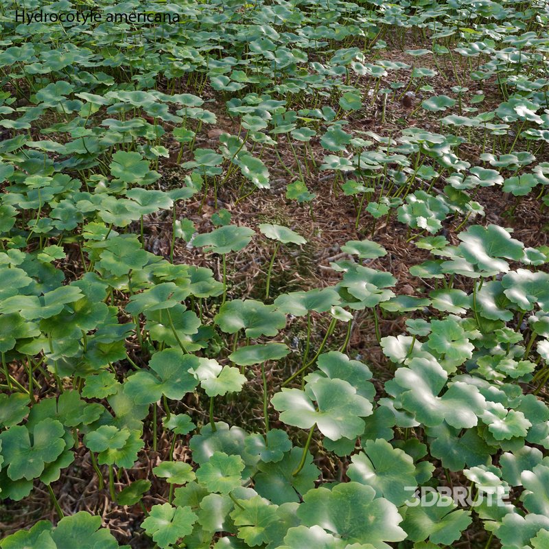 Hydrocotyle americana grass Image 3