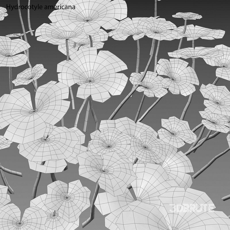 Hydrocotyle americana grass Image 4