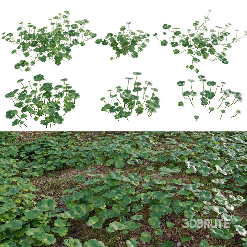 Hydrocotyle americana grass Image 1