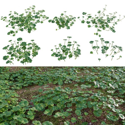 Hydrocotyle americana grass