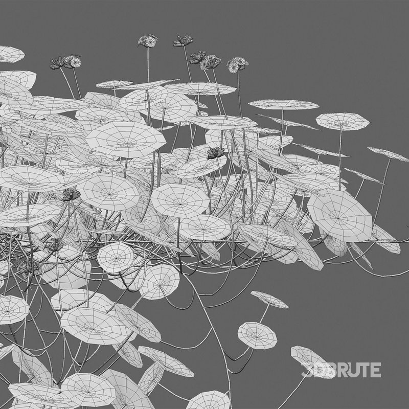 Hydrocotyle prolifera – Whorled marsh pennywort 02 Image 3