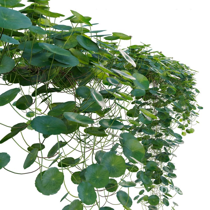 Hydrocotyle prolifera – Whorled marsh pennywort 02 Image 2