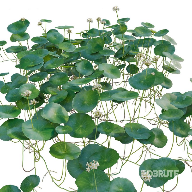 Hydrocotyle prolifera – Whorled marsh pennywort Image 2