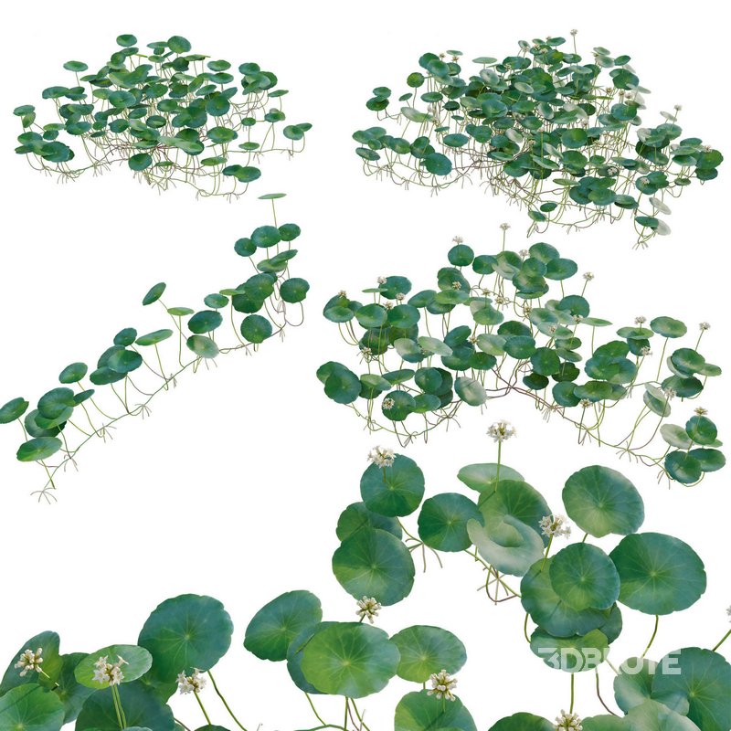 Hydrocotyle prolifera – Whorled marsh pennywort Image 1