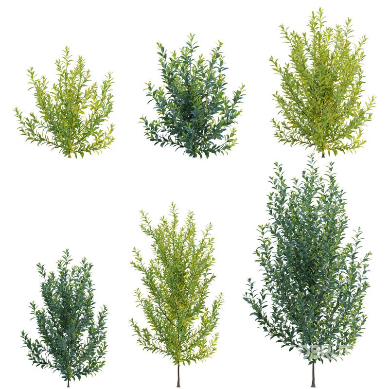 Illicium Parviflorum – Florida Sunshine Image 1