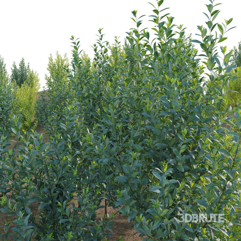 Illicium Parviflorum – Florida Sunshine Image 2
