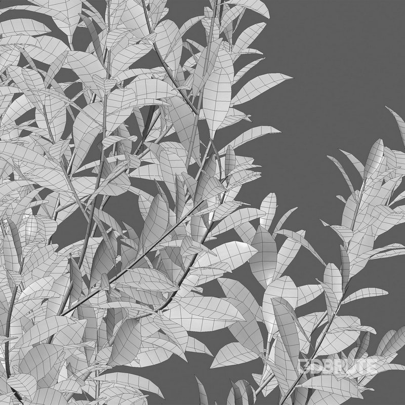 Illicium Parviflorum – Florida Sunshine Image 4