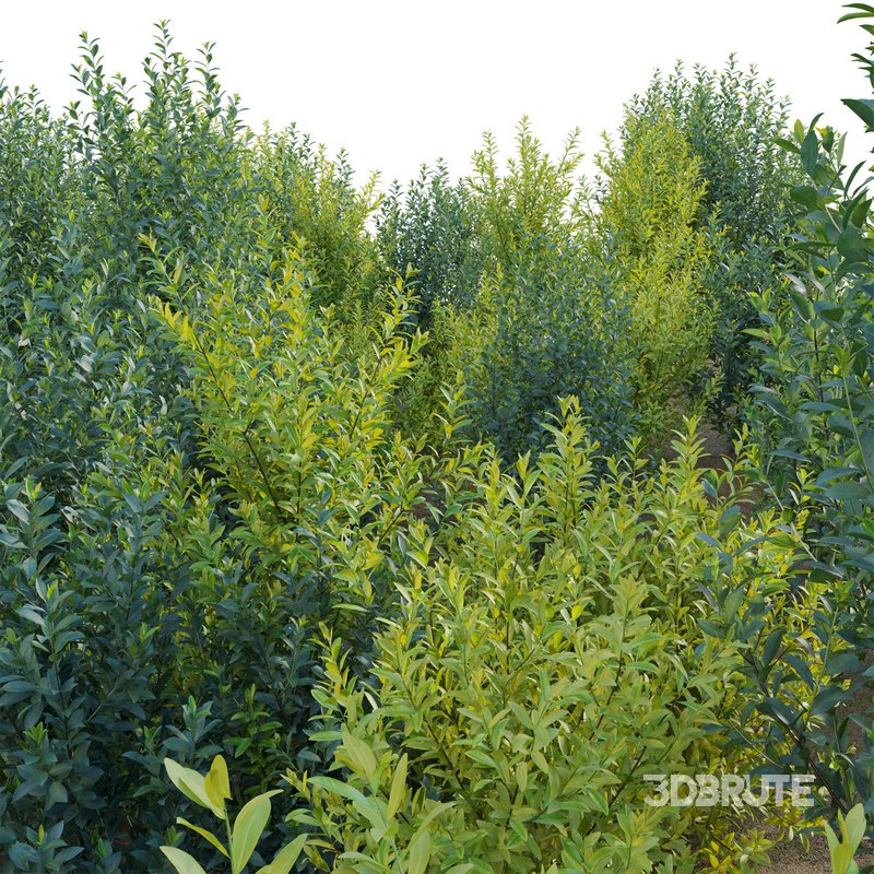 Illicium Parviflorum – Florida Sunshine Image 3