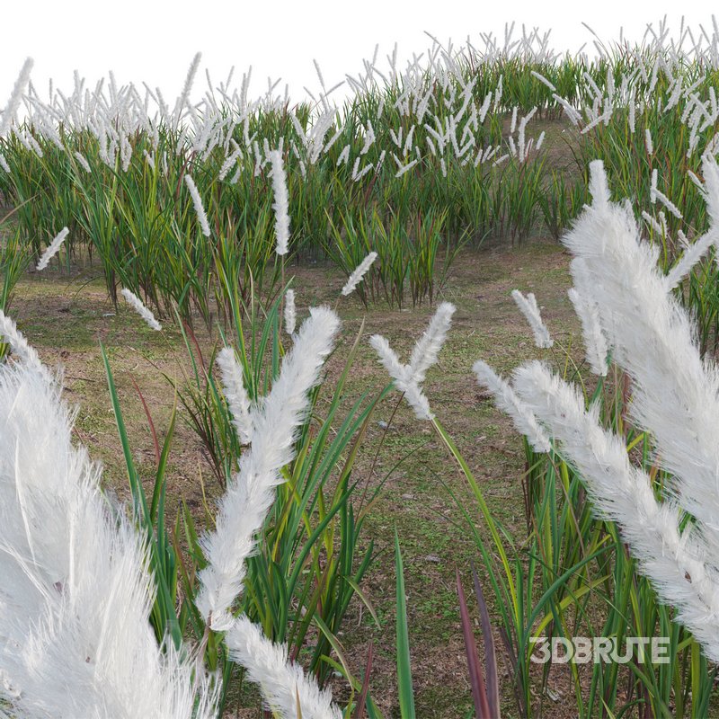 Imperata cylindrica – Cogongrass Image 4