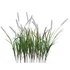Imperata cylindrica – Cogongrass - Thumbnail 2