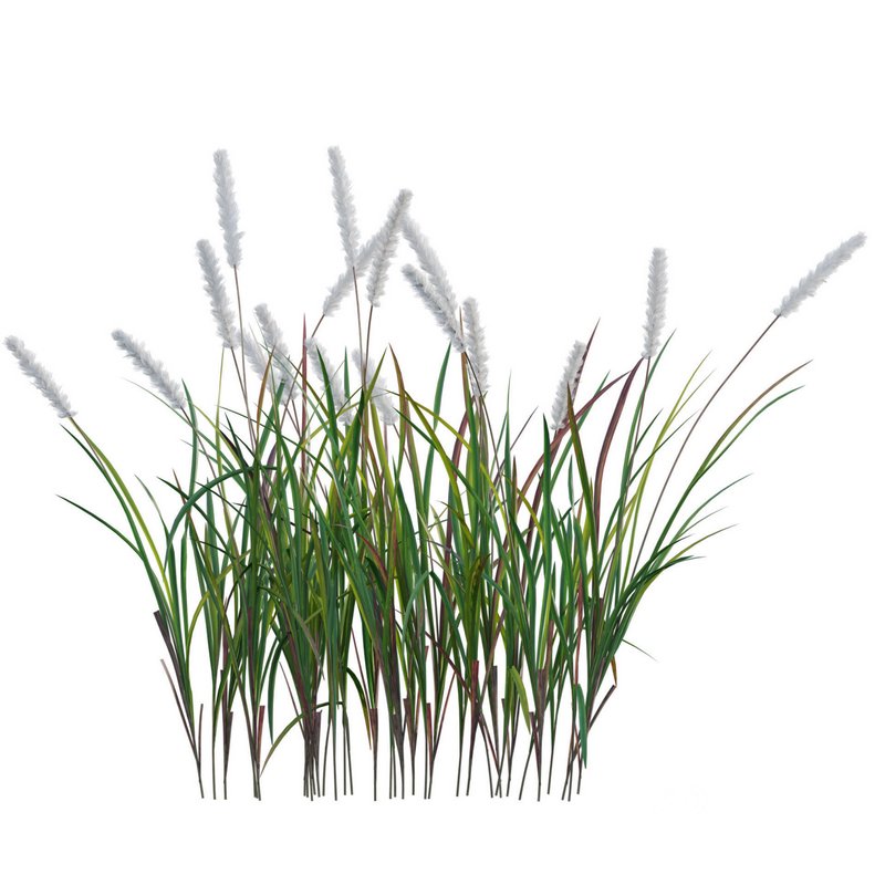 Imperata cylindrica – Cogongrass Image 2