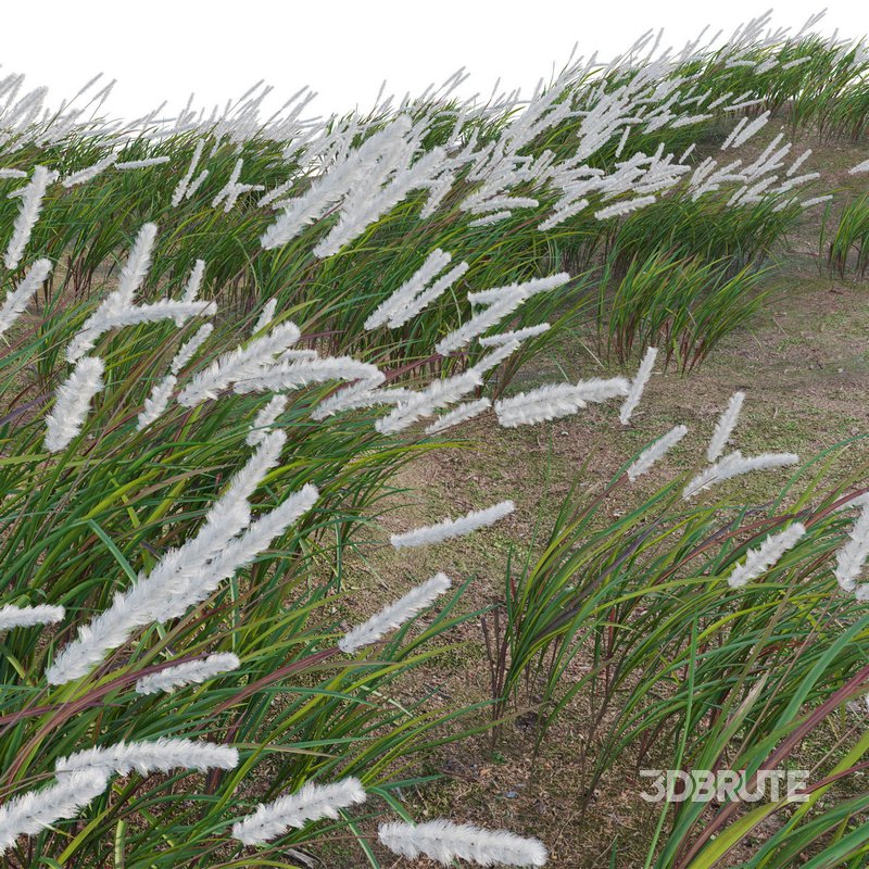 Imperata cylindrica – Cogongrass Image 3