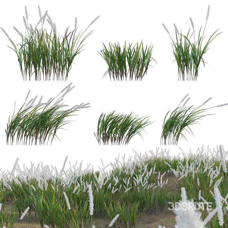 Imperata cylindrica – Cogongrass Image 1
