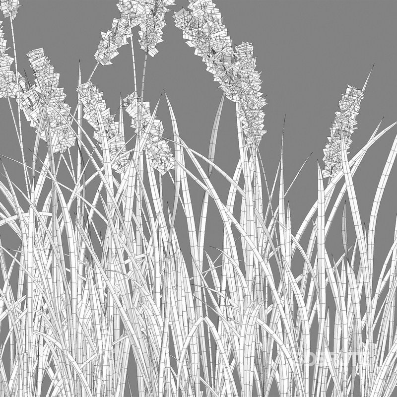 Imperata cylindrica – Cogongrass Image 5