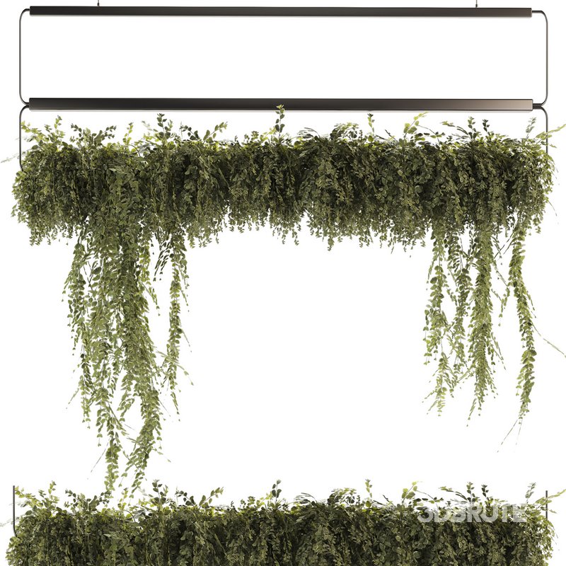 Indoor Plants-Ivy Plant-set-52 Image 2