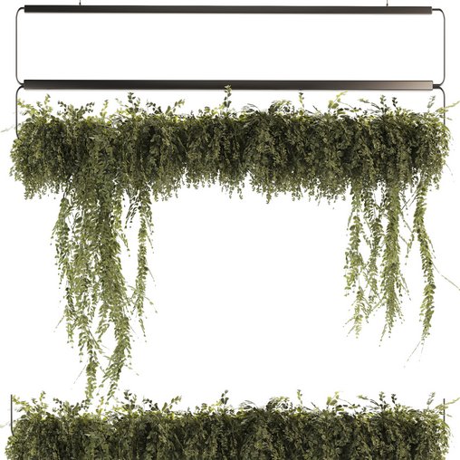 Indoor Plants-Ivy Plant-set-52