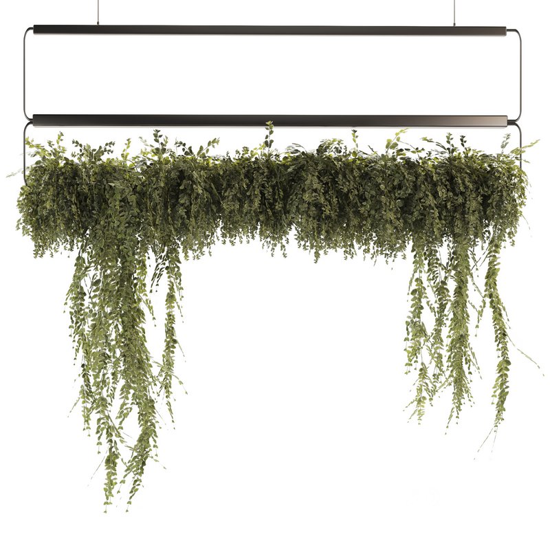 Indoor Plants-Ivy Plant-set-52 Image 3