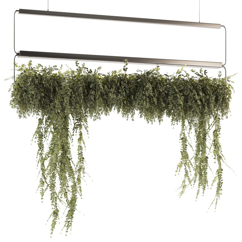 Indoor Plants-Ivy Plant-set-52 Image 1