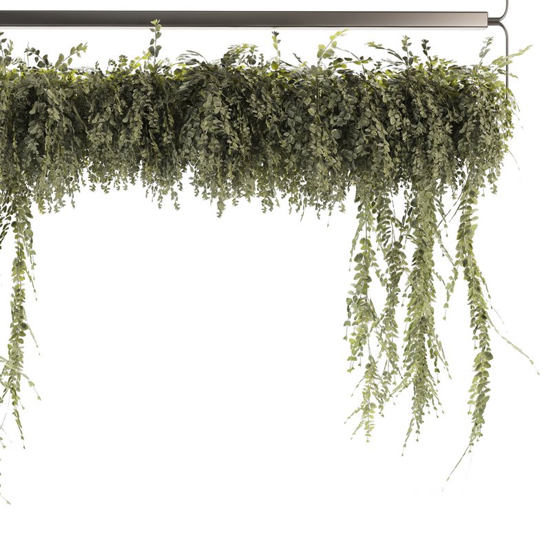 Indoor Plants-Ivy Plant-set-52 Image 4