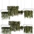 Indoorplants- Hanging Plants – Set-54 - Thumbnail 1