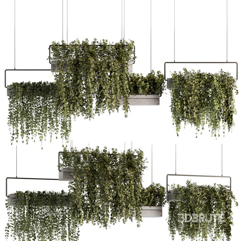 Indoorplants- Hanging Plants – Set-54 Image 1