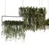 Indoorplants- Hanging Plants – Set-54 - Thumbnail 2