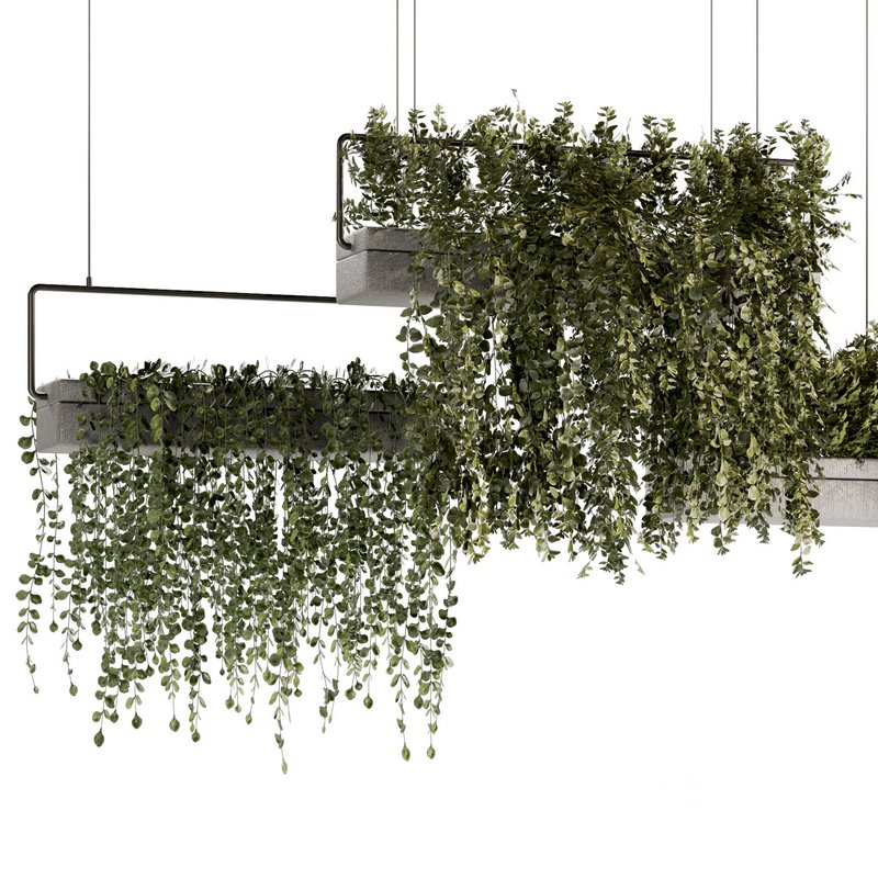 Indoorplants- Hanging Plants – Set-54 Image 2