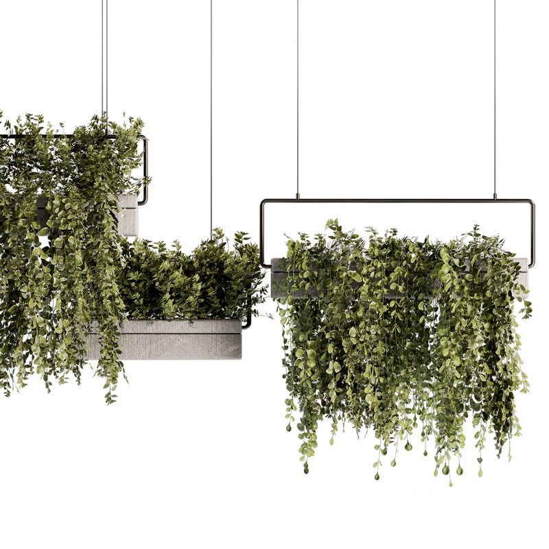 Indoorplants- Hanging Plants – Set-54 Image 3