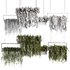Indoorplants- Hanging Plants – Set-54 - Thumbnail 4