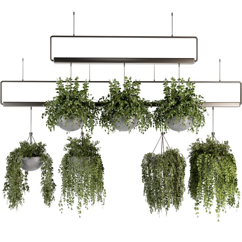 Indoorplants- Hanging Plants – Set-55 Image 1