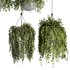 Indoorplants- Hanging Plants – Set-55 - Thumbnail 2