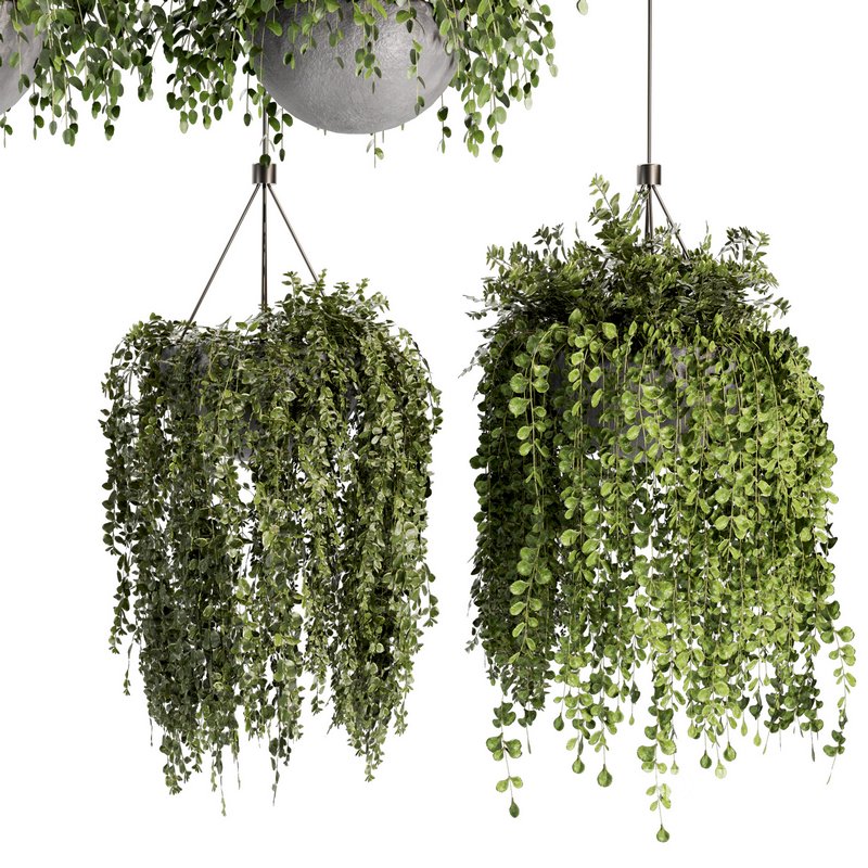 Indoorplants- Hanging Plants – Set-55 Image 2