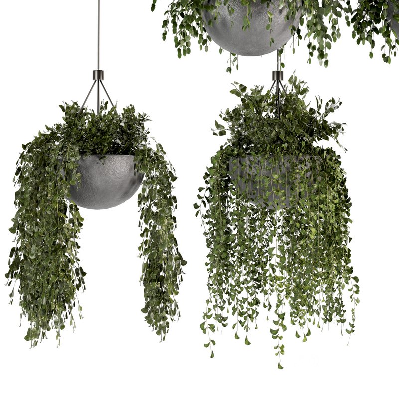 Indoorplants- Hanging Plants – Set-55 Image 4